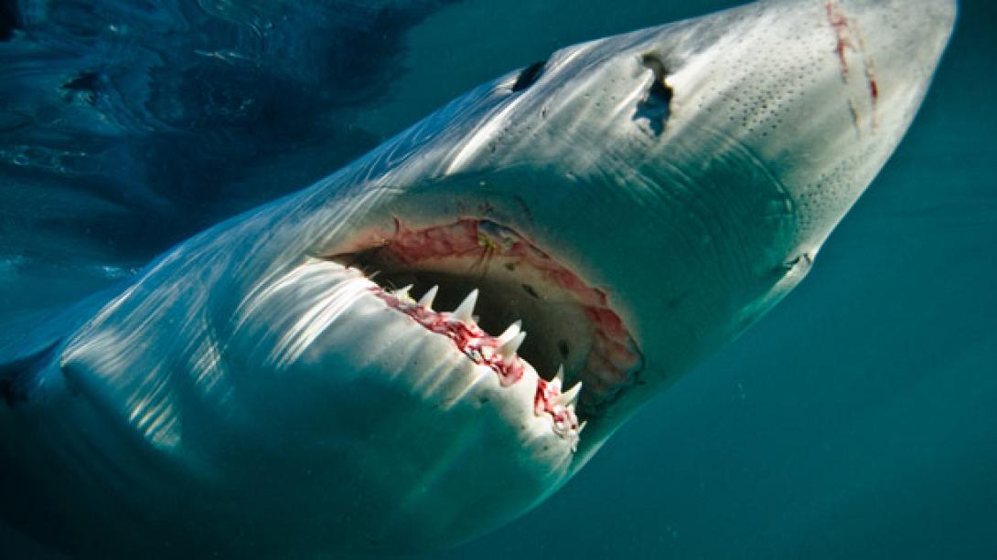 Kαρχαρίας τρομοκράτησε τουρίστες στη Φλόριντα (βίντεο)