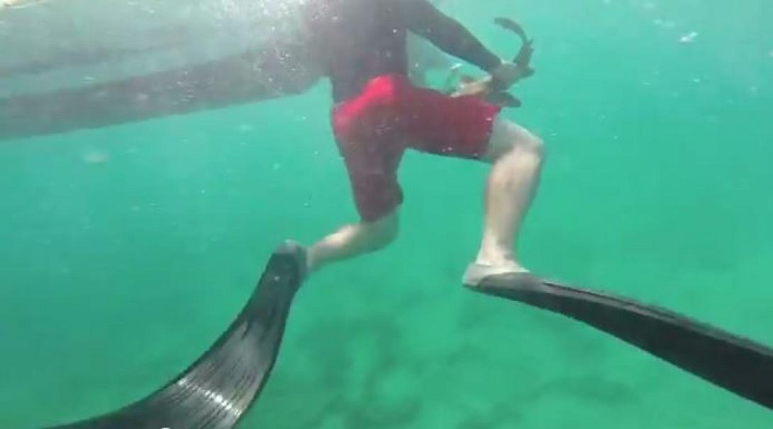 Μια... χαριτωμένη επίθεση καρχαρία! (βίντεο)