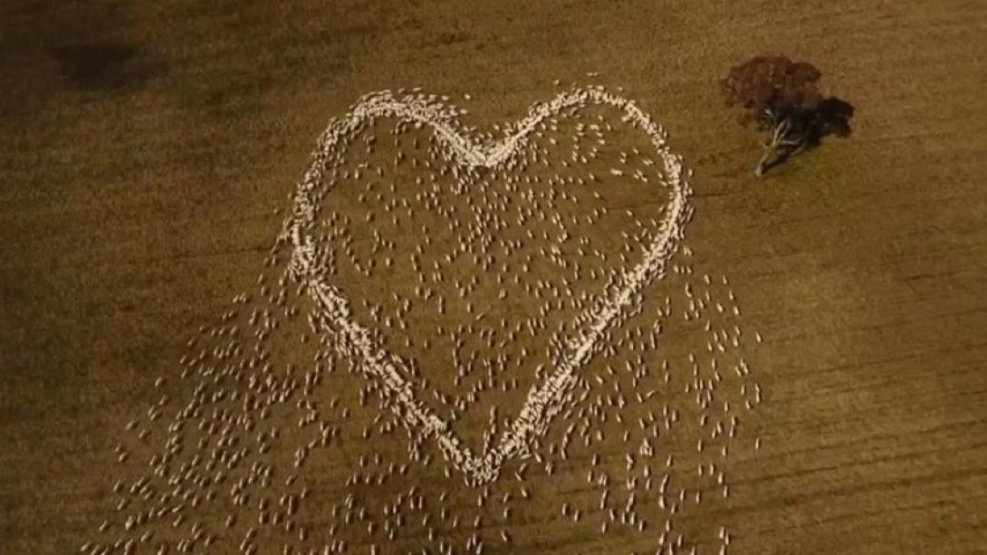 Καρδια απο προβατα