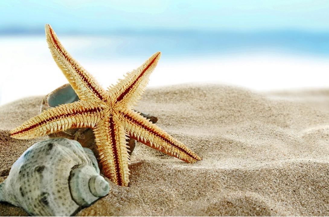 καλοκαίρι κοχύλια άμμος παραλία