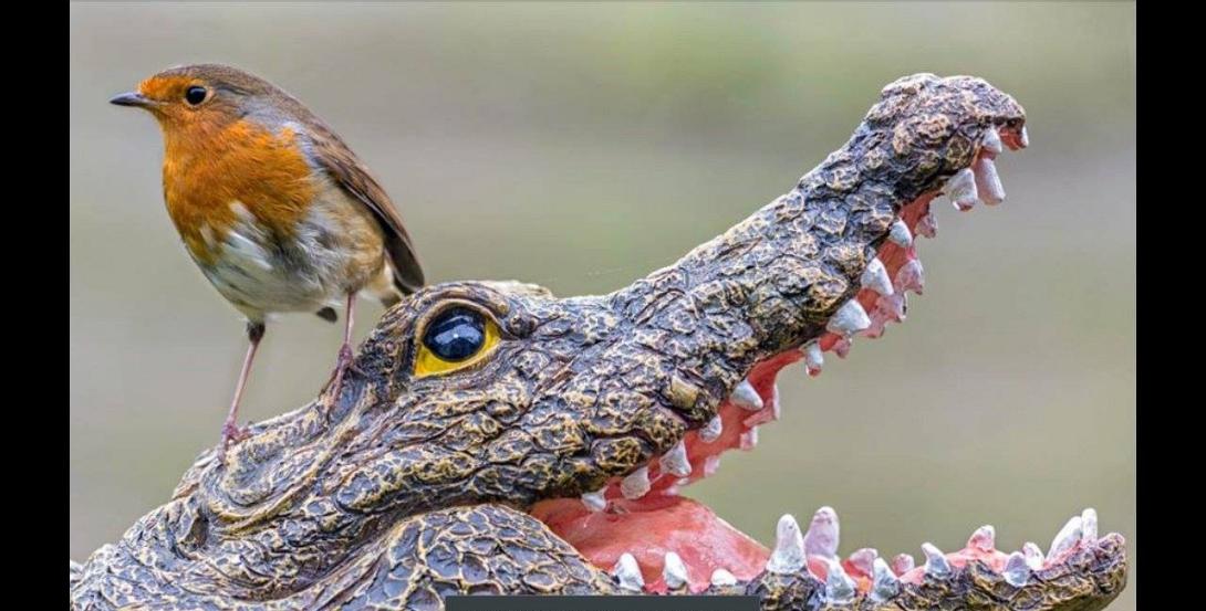 Ένας απρόσμενος "κροκοδειλάκιας" προσφέρεται να πιάσει το Σήφη