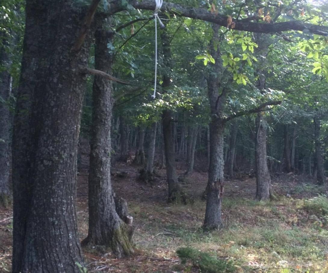 δασος απαγχονισμος