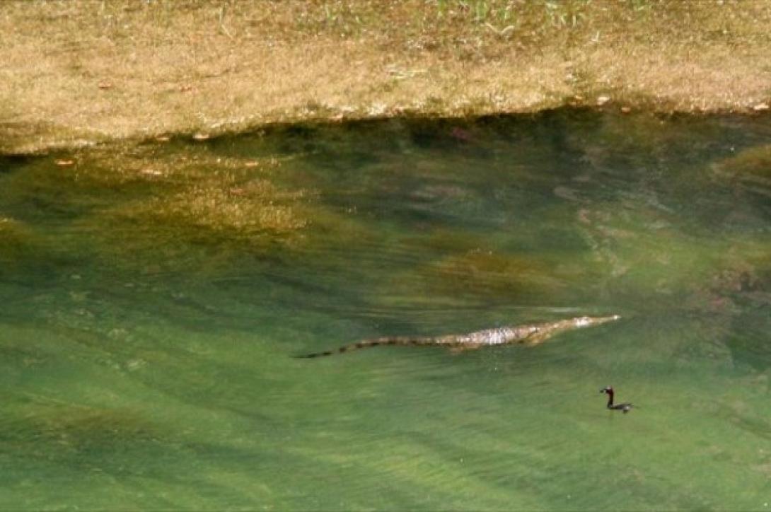 Νέα σύσκεψη για τον "Σήφη" τον κροκόδειλο σήμερα στο Ρέθυμνο