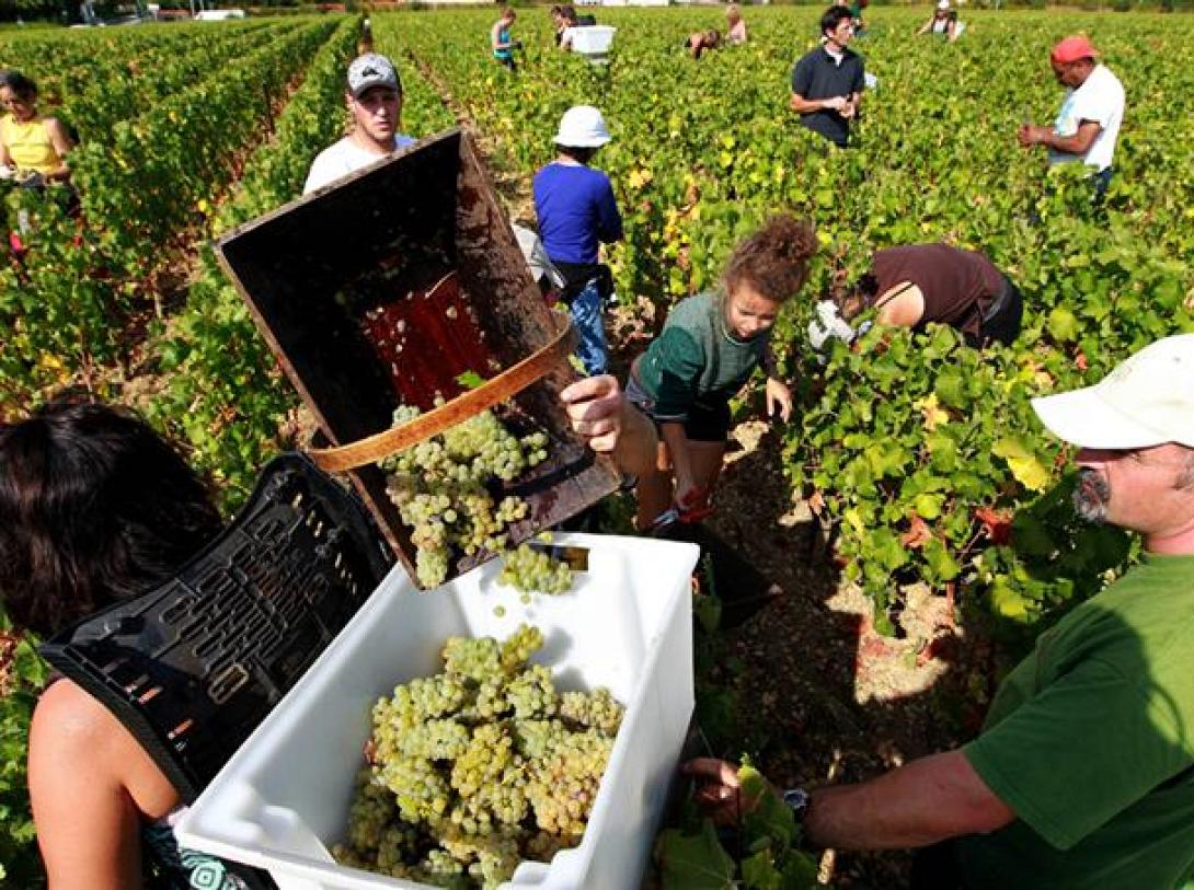 Τελευταία μέρα για την υποβολή δηλώσεων συγκομιδής σταφυλιών