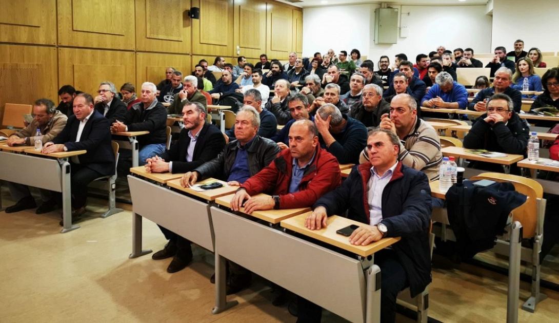 εσπερίδα ελιά