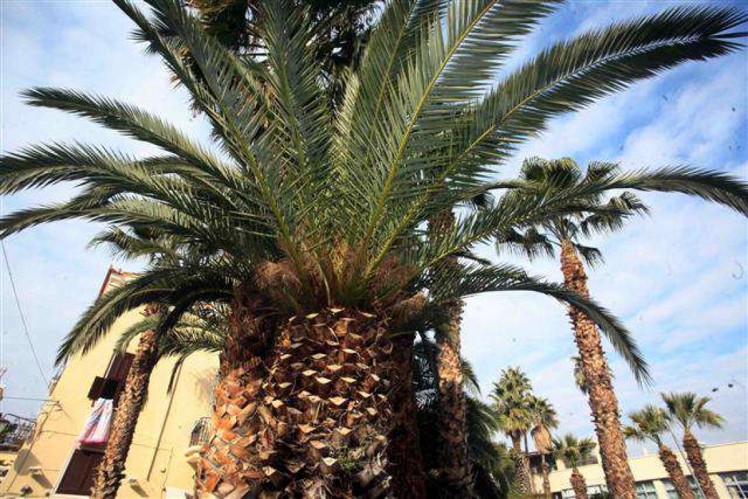 σκαθάρι - φοίνικες