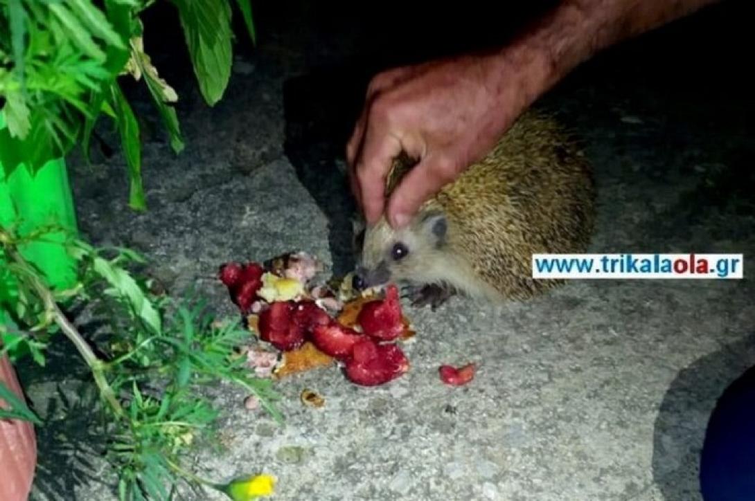 Σκαντζόχοιρος στα Τρίκαλα