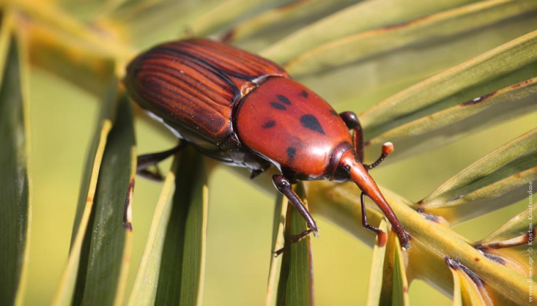 κόκκινο σκαθάρι