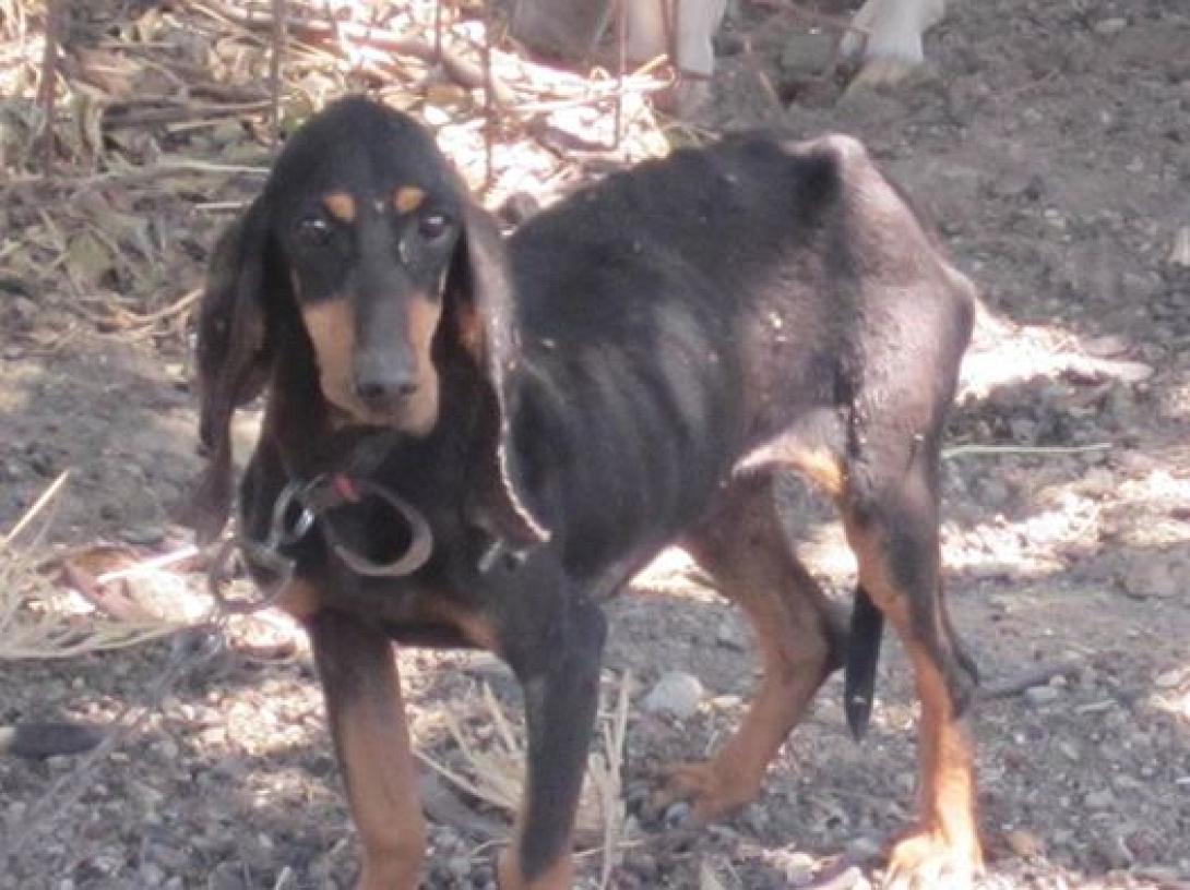 Ρέθυμνο: Εγκατέλειψαν σκύλο σε χωράφι χωρίς φαγητό και νερό (φωτο)