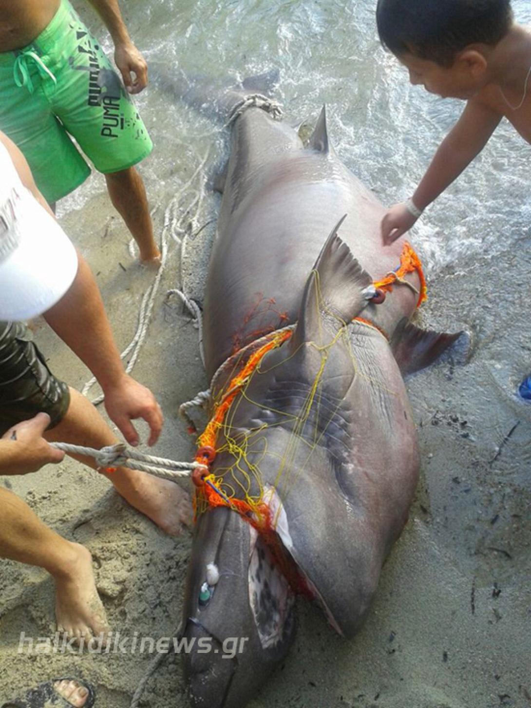 Ψαράς έπιασε σκυλόψαρο 200 κιλών στη Χαλκιδική