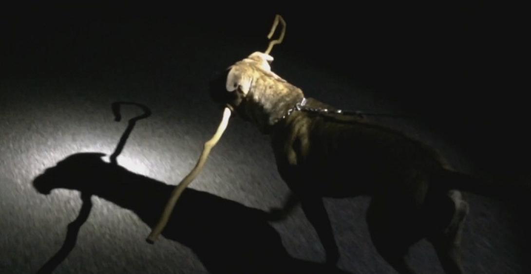 σκύλος Καρλος