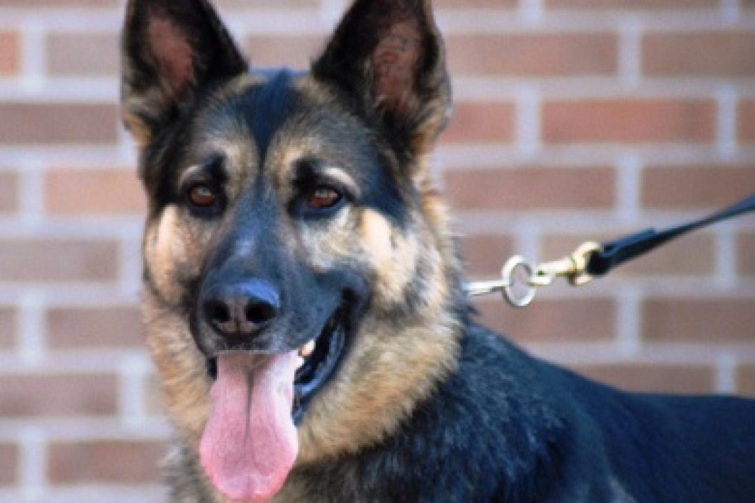 Ηράκλειο: Παρασύρθηκε από τον σκύλο της 