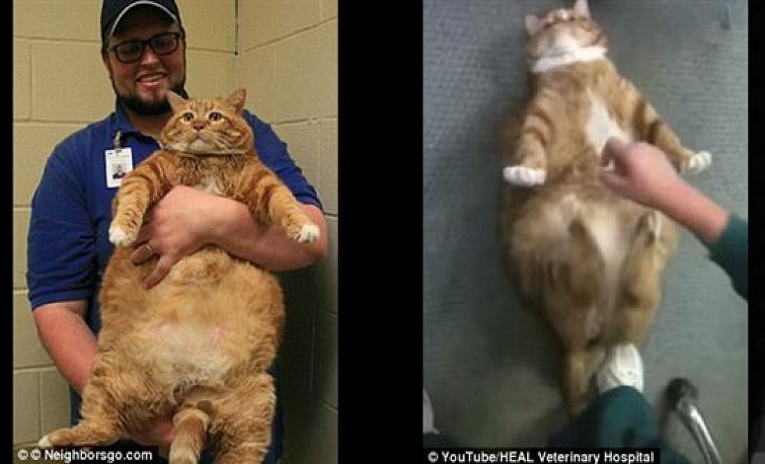 γατος, σκινι