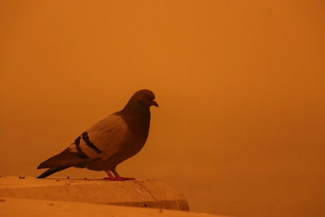 Αφρικανικη Σκονη 