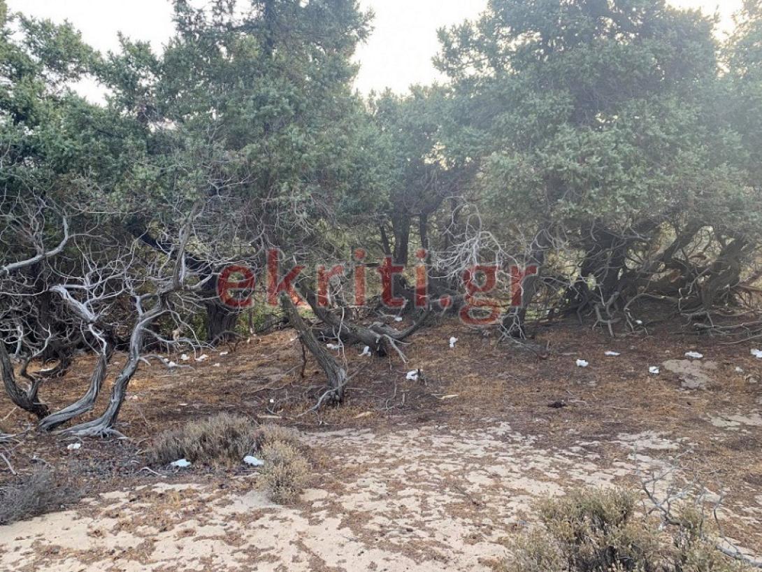 Κεδρόδασος