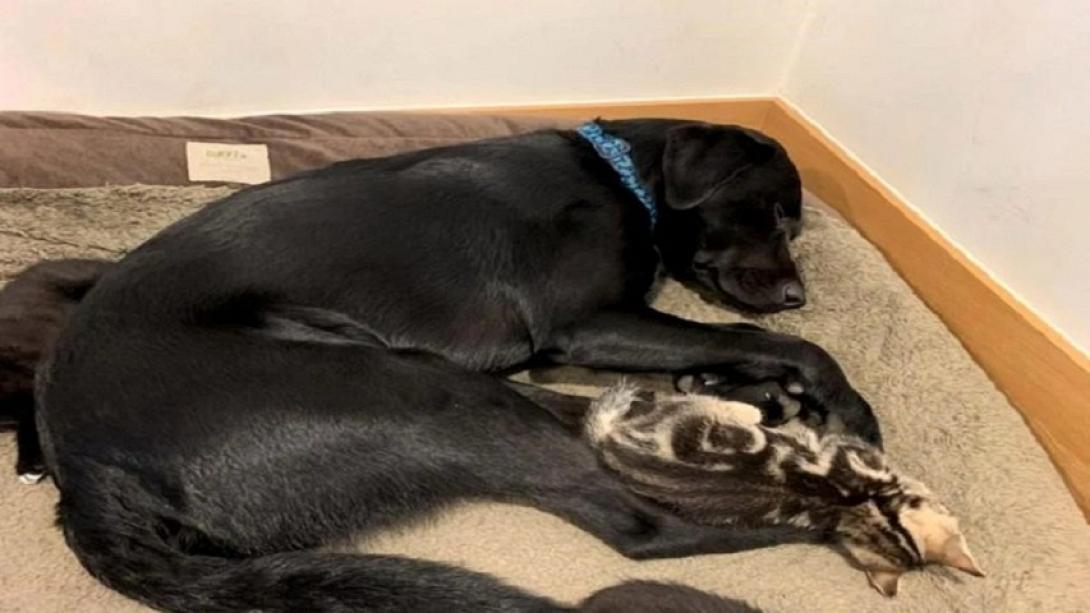 Ο Μπέρτι αγκαλιά  με το ένα από τα γατάκια