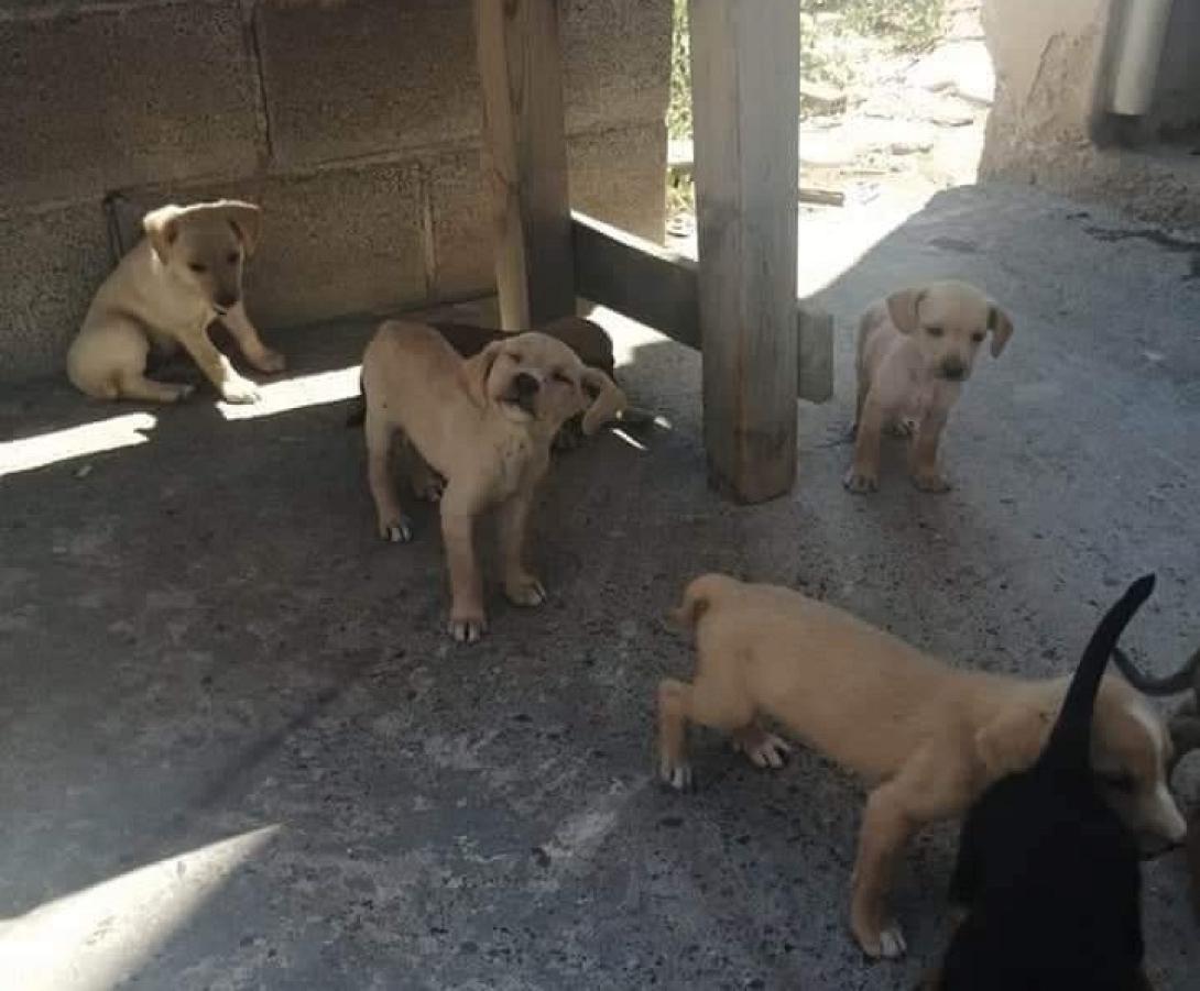 Σκυλάκια - φόλες