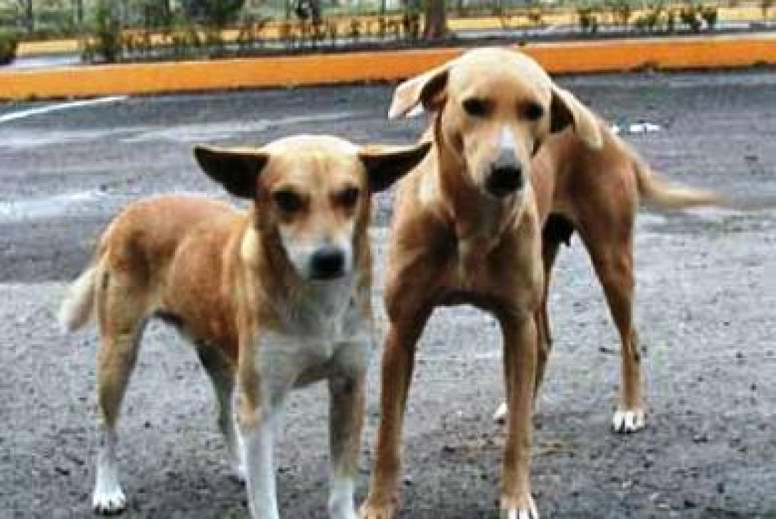 Χανιά: Τα σκυλιά οδήγησαν τους διασώστες στον αγνοούμενο ηλικιωμένο