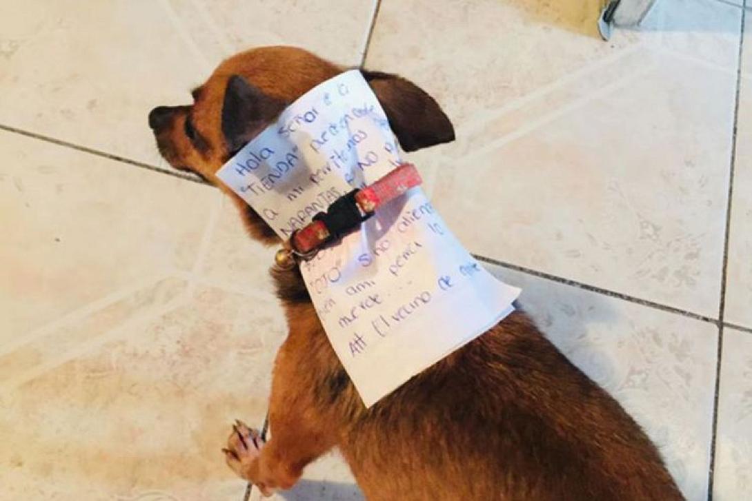 σκύλος Μεξικό