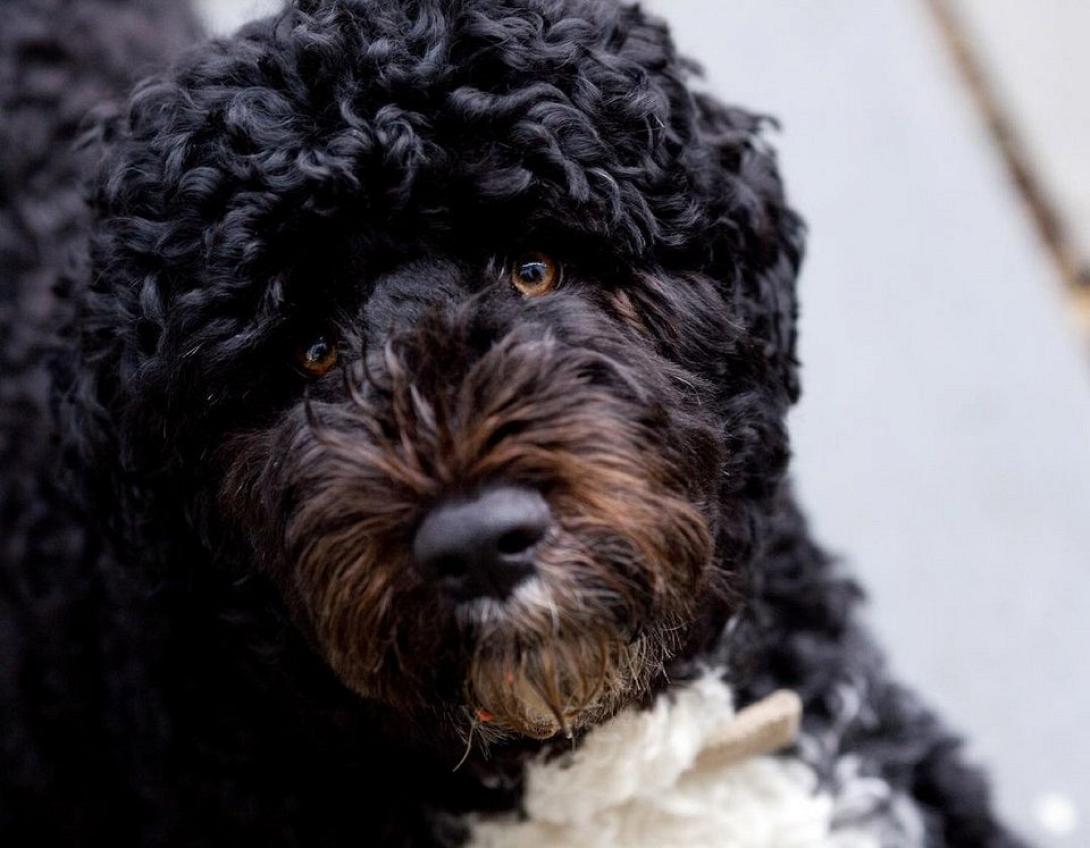 Μπο - σκύλος Ομπάμα