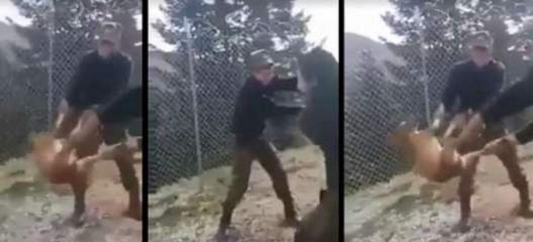 οπλίτες σκύλος