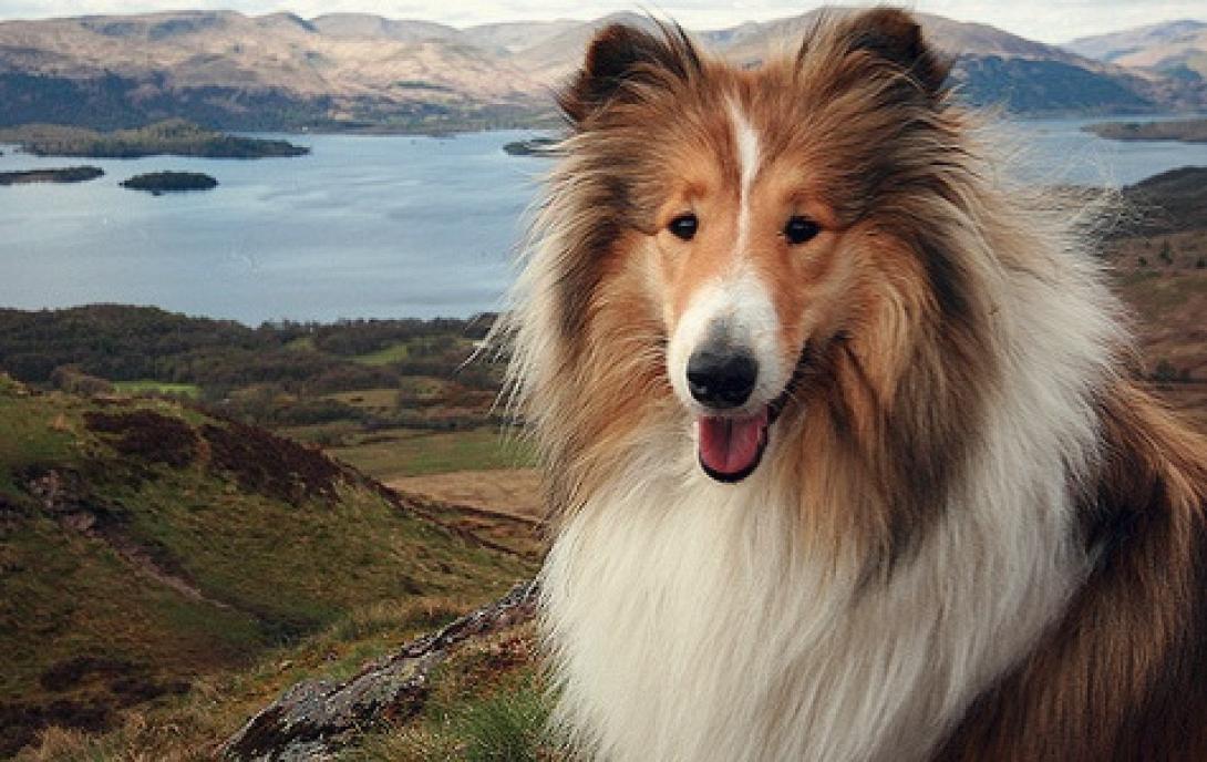 Σκύλος-φαινόμενο έκλεψε την παράσταση στο Λιμάνι των Χανίων (βίντεο)