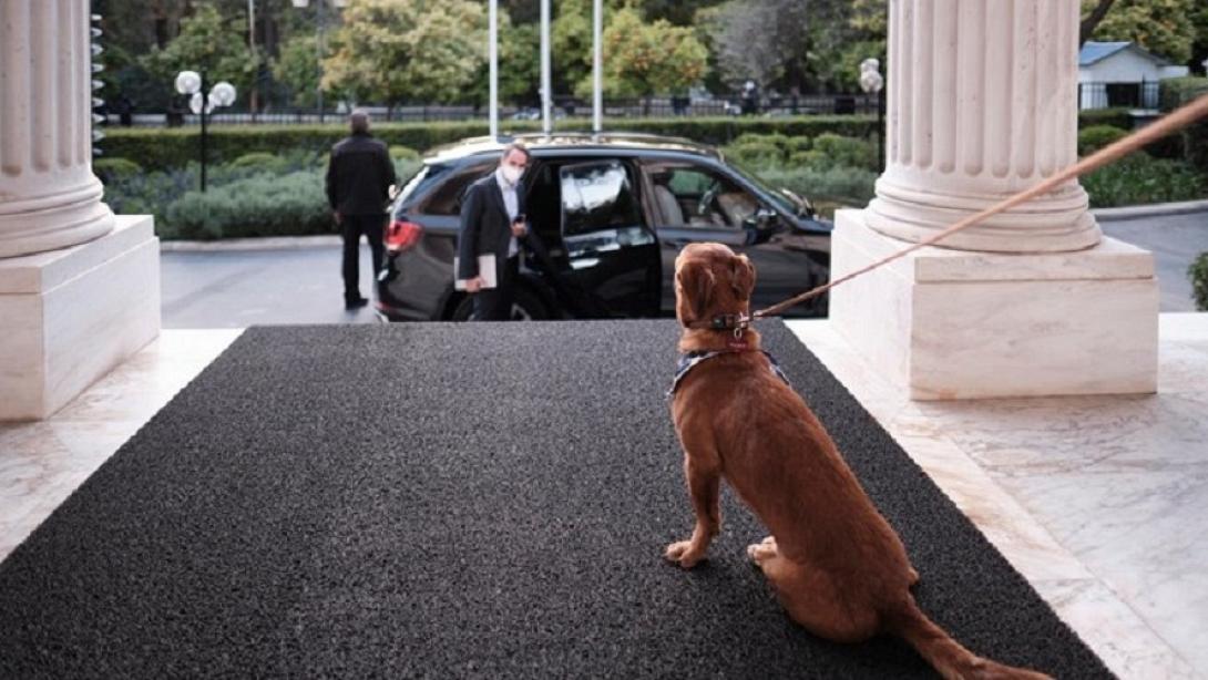 Μητσοτάκης σκύλος μαξίμου