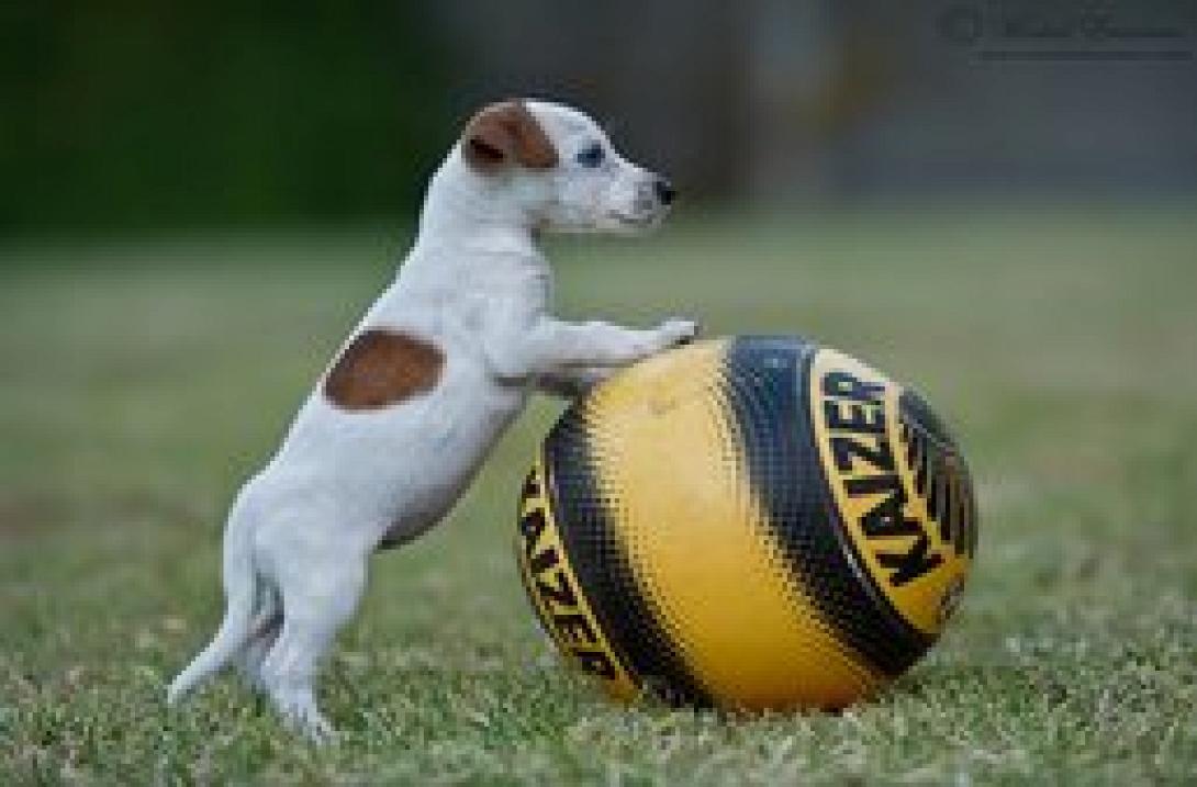 Jumpy: Ένας σκύλος - φαινόμενο