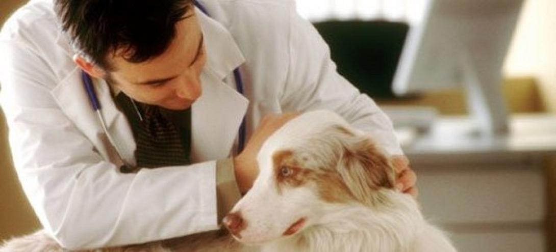 Η πρώτη ανοσοθεραπεία καρκίνου για σκύλους είναι γεγονός