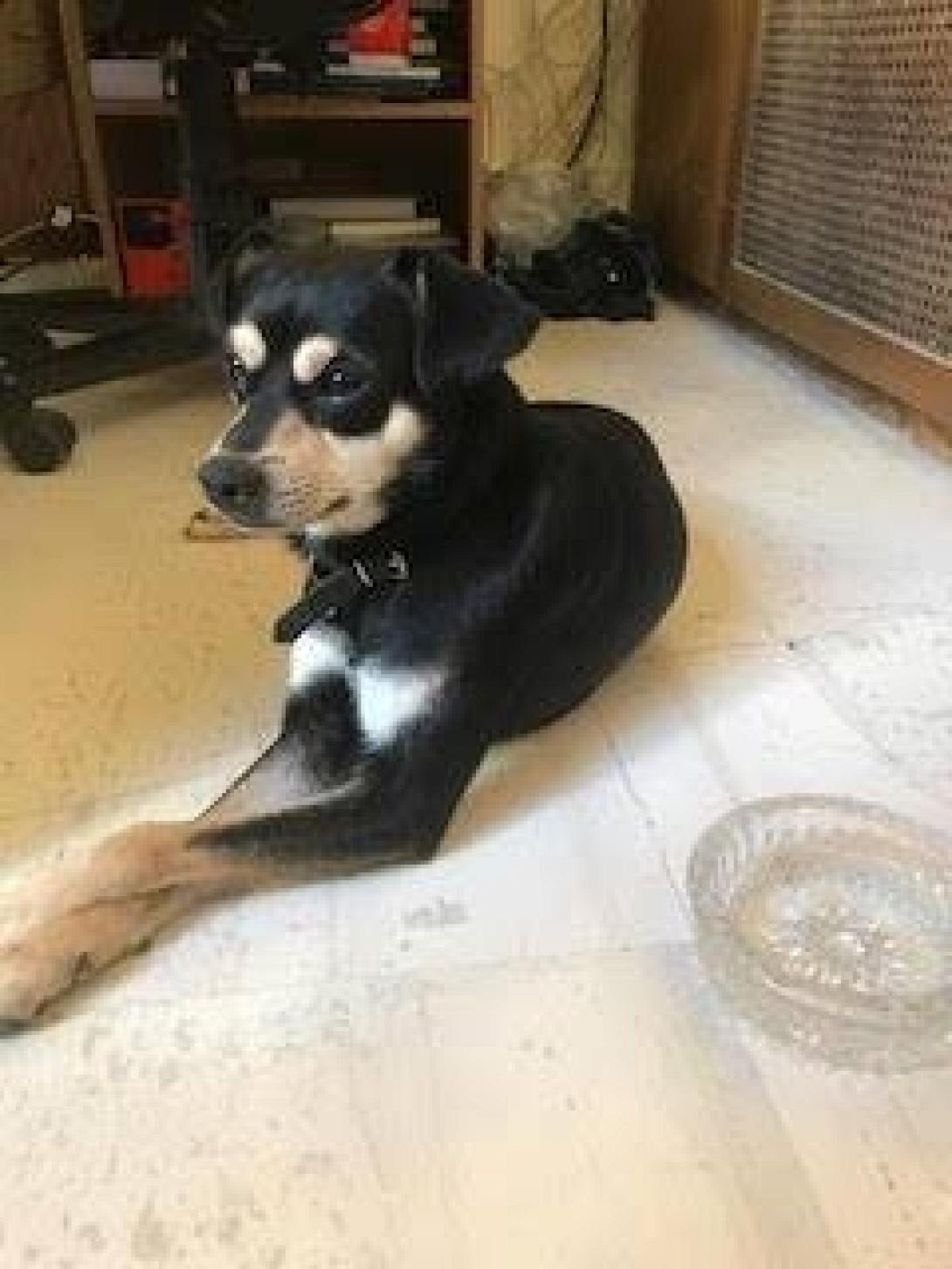 σκυλος Δημαρχειο