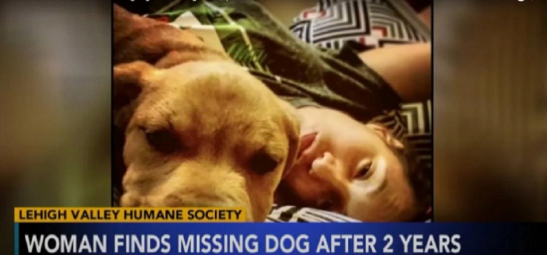 σκυλος - πενσιλβανια