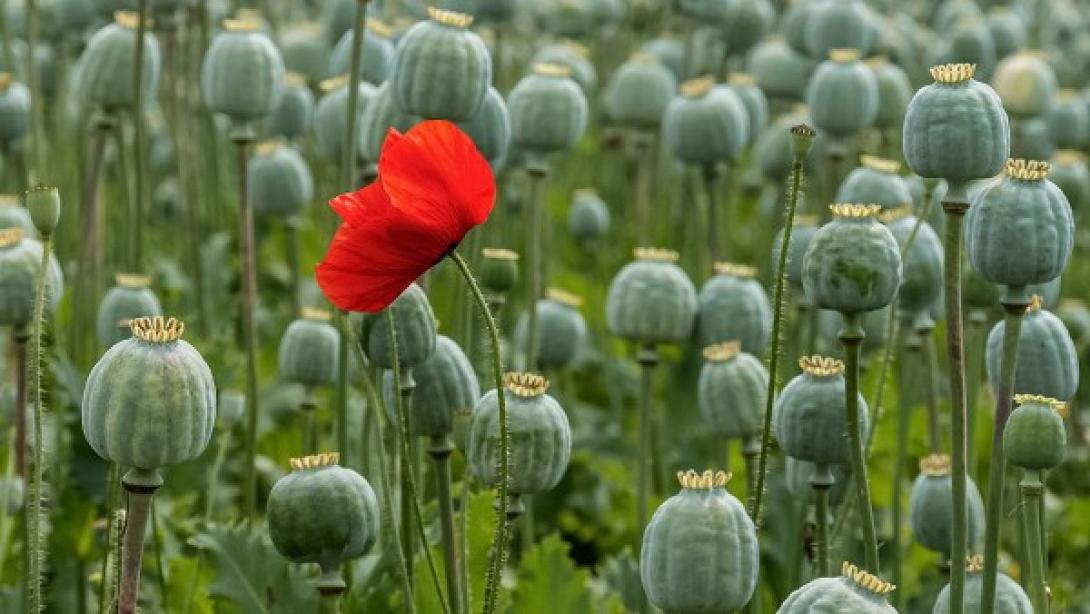sn-poppies.jpg