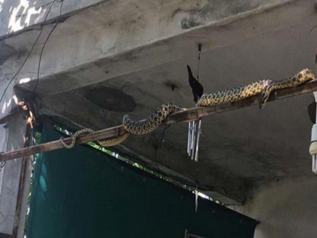 φίδια σεισμός