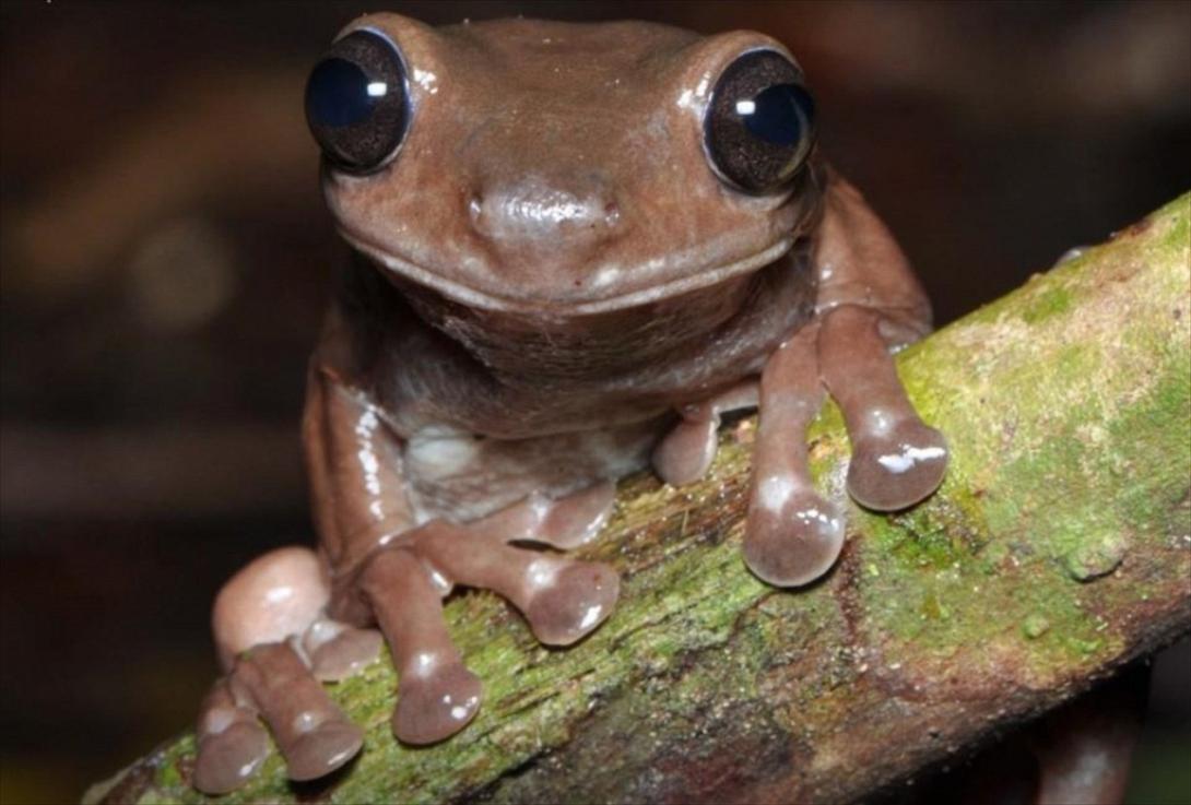 σοκολατενιος βατραχος