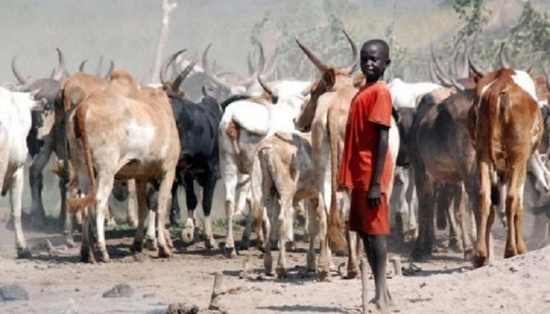 south_sudan_cows-700x400.jpg