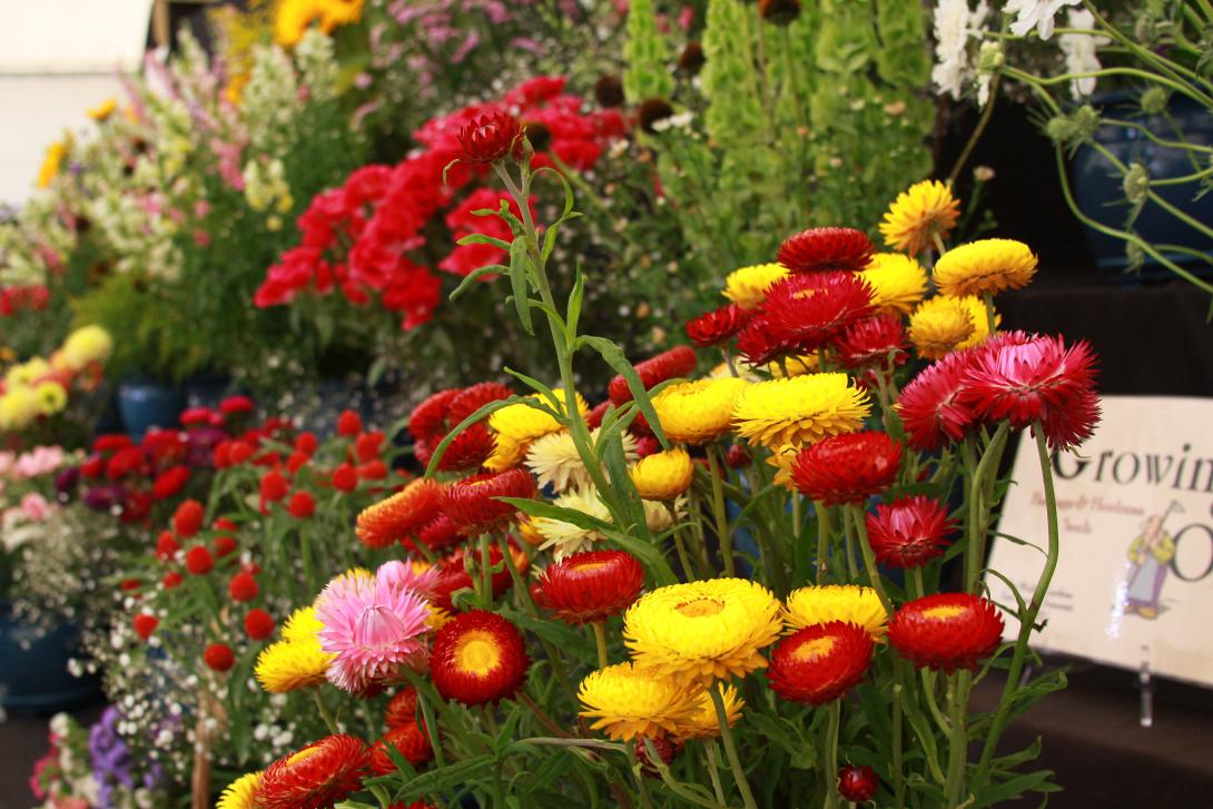 Έκθεση ανθοκομίας στο πάρκο Γεωργιάδη 