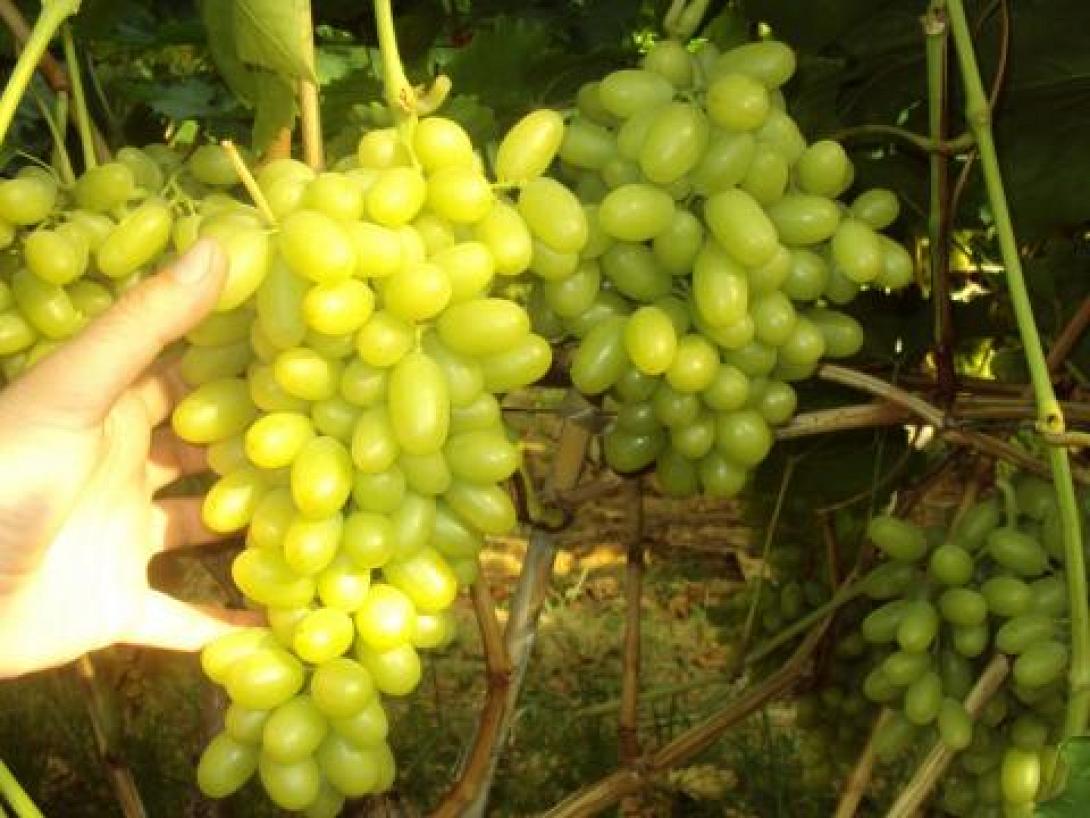 σουλτανί τόμσον