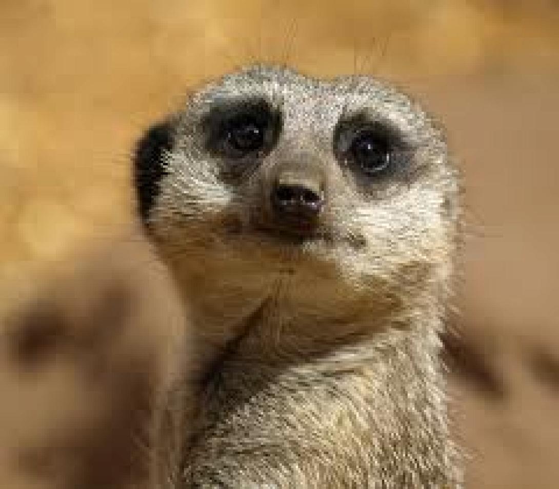 Η σουρικάτα που σκάει στα γέλια! (βίντεο)