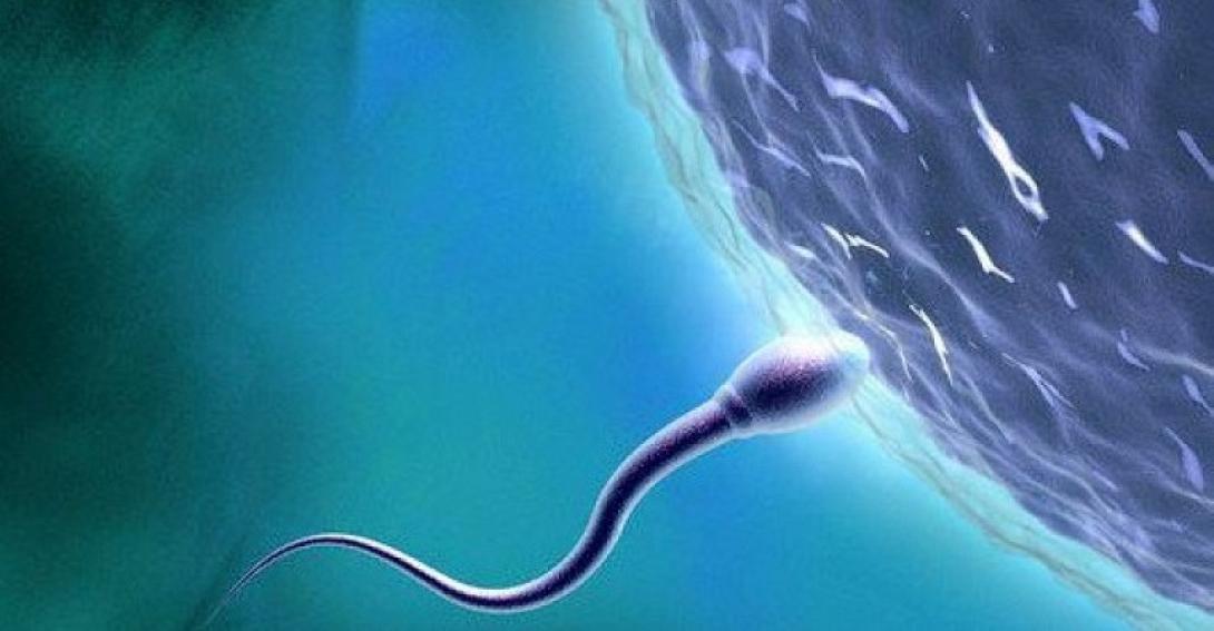 σπερματοζωάρια