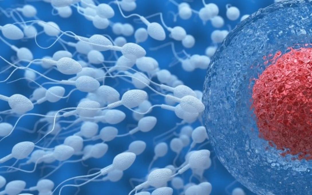 σπερματοζωάρια