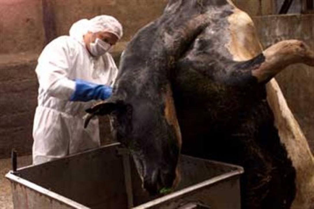 Επέστρεψε νόσος των τρελών αγελάδων;-Κρούσματα στη Φθιώτιδα