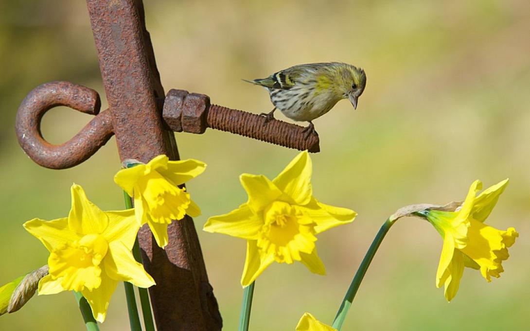 spring-bird.jpg