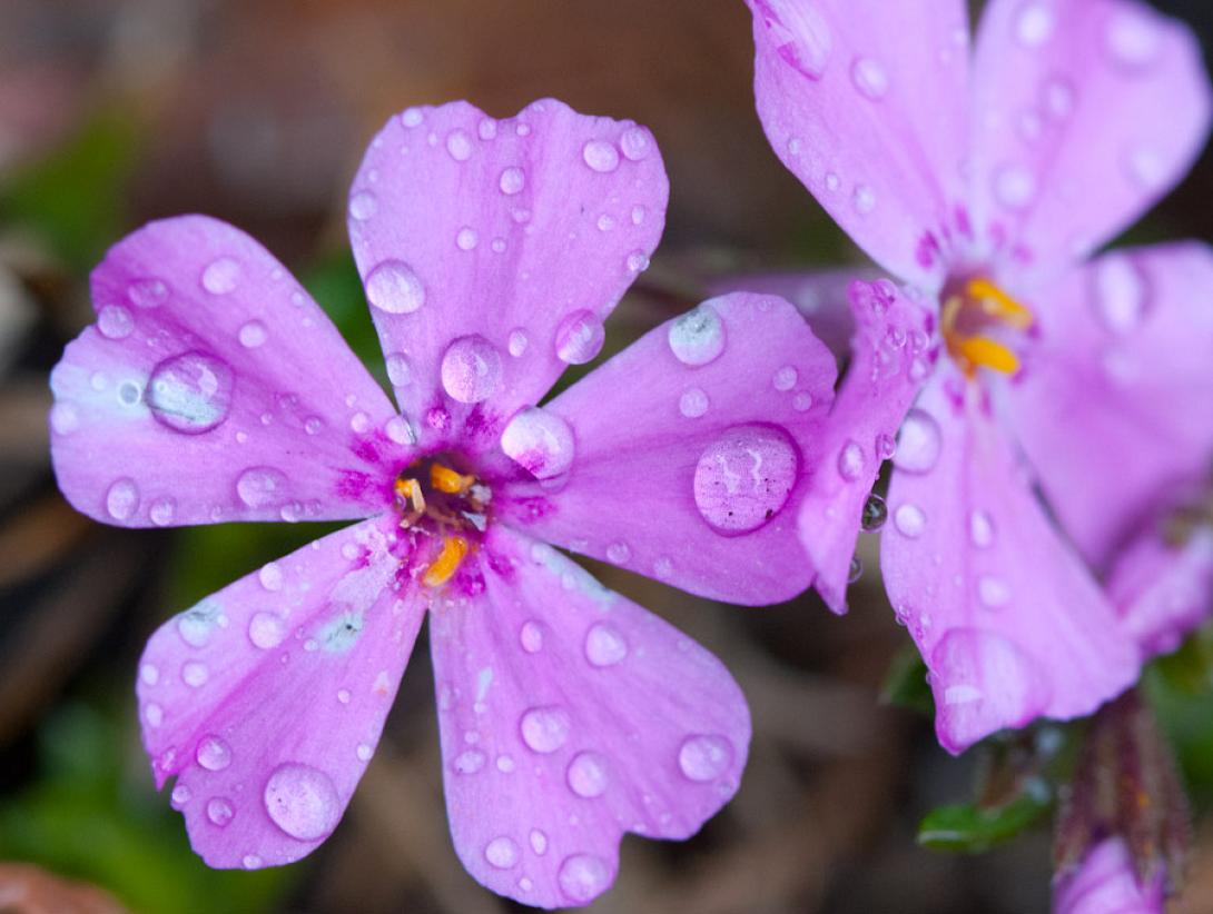 spring-flowers-rain.jpg