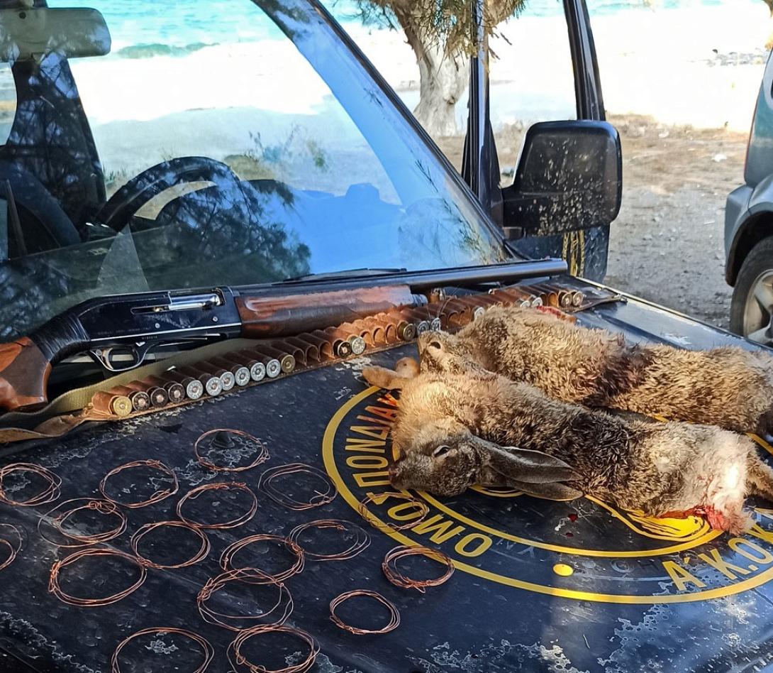 λαγοι παρανομο κυνηγι