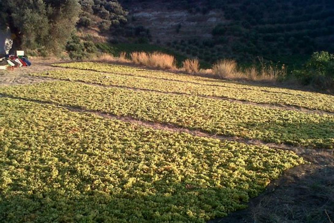  Αύριο αποφασίζει τιμές για τη σταφίδα η ΚΣΟΣ 