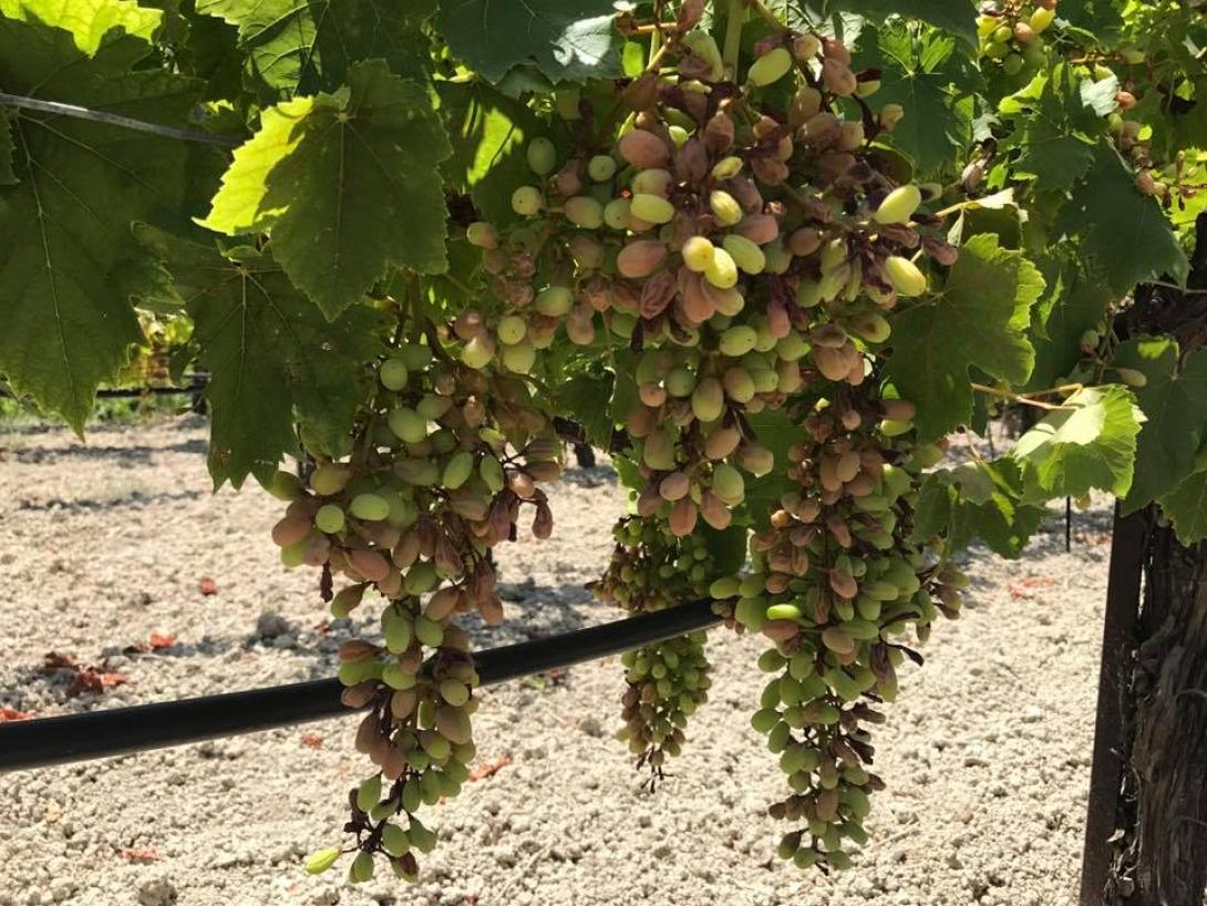 σταφύλια καύσωνας