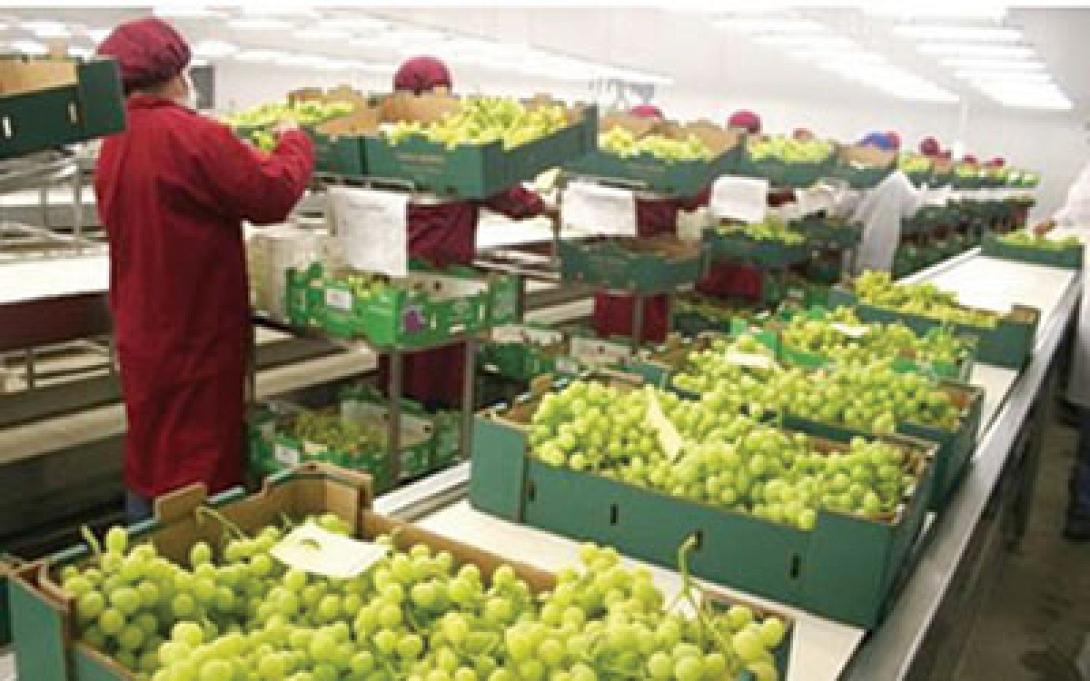 Η ΕΑΣΗ θα μπει και φέτος στην αγορά επιτραπέζιου σταφυλιού 