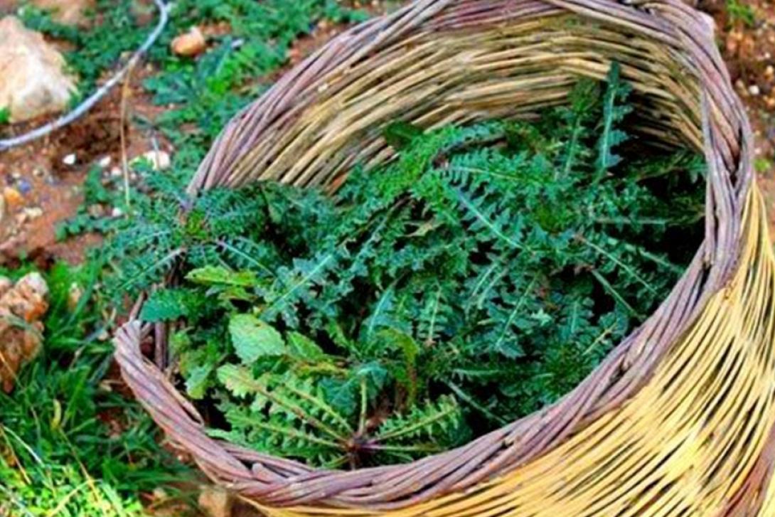 σταμναγκάθι 