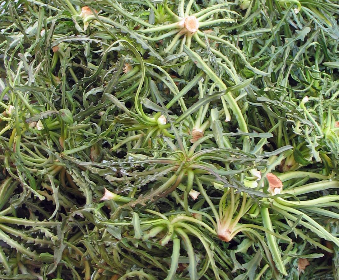 Σταμναγκάθι: Η "χρυσή" καλλιέργεια που δίνει μέχρι και 2.000 ευρώ ανά στρέμμα  