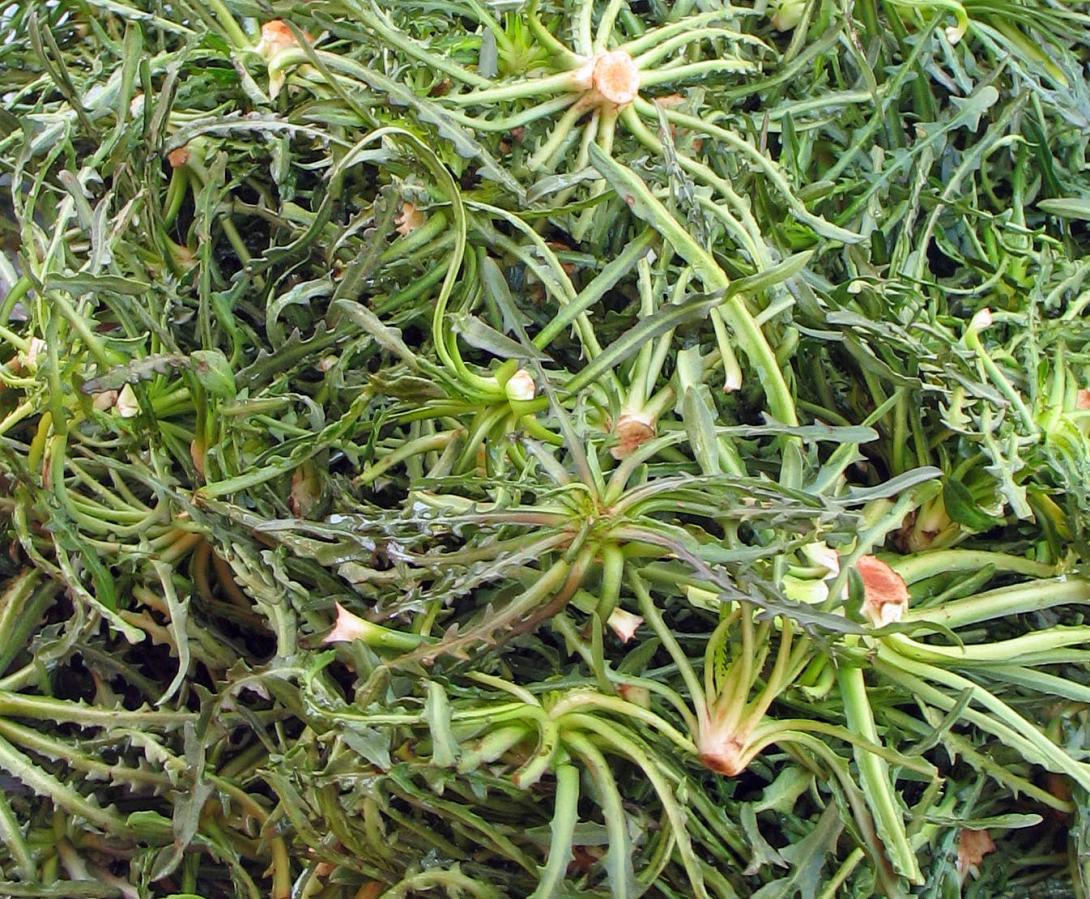 σταμναγκάθι